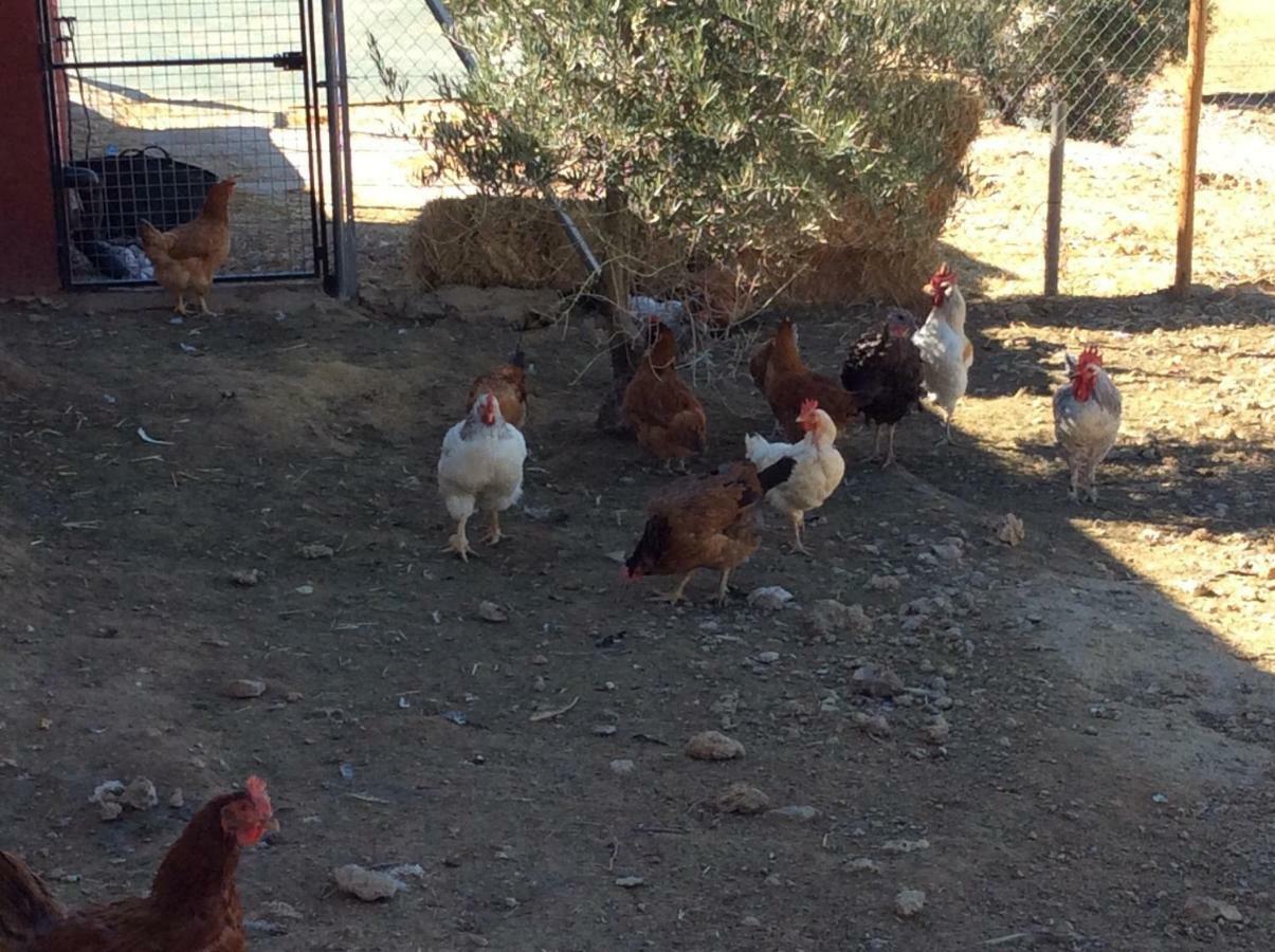 Santa Marta Complejo Rural Con Pista De Padel Konuk evi Archidona Dış mekan fotoğraf
