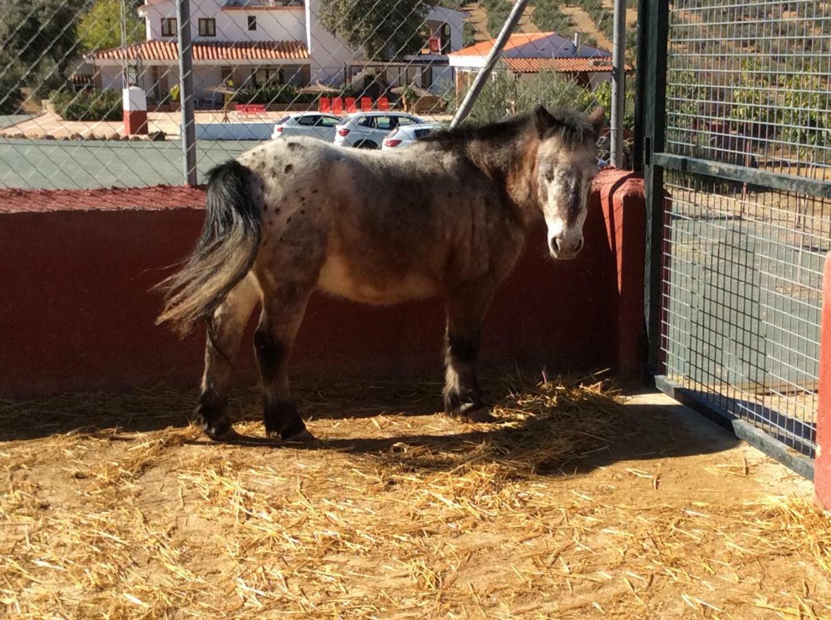Santa Marta Complejo Rural Con Pista De Padel Konuk evi Archidona Dış mekan fotoğraf