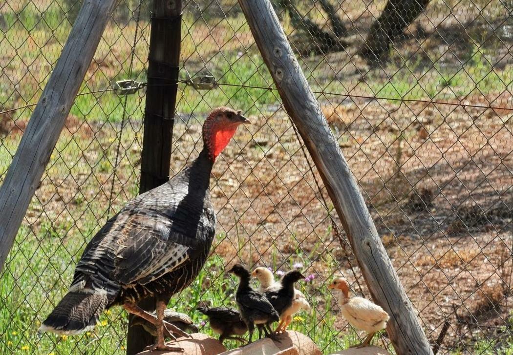 Santa Marta Complejo Rural Con Pista De Padel Konuk evi Archidona Dış mekan fotoğraf